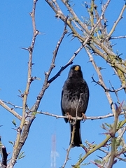 Rhopospina fruticeti