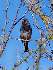 Rhopospina fruticeti