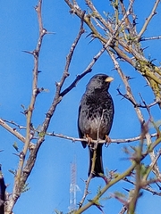 Rhopospina fruticeti