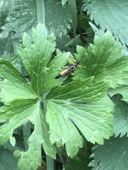 Ichneumon xanthorius
