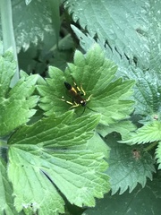 Ichneumon xanthorius