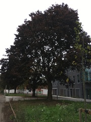Acer platanoides