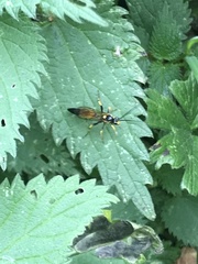 Ichneumon xanthorius