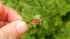 Dasineura salicifoliae