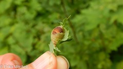Dasineura salicifoliae