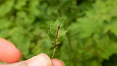 Dasineura salicifoliae