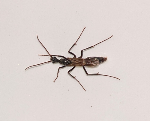 Matabele Ant