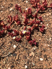 Carpobrotus edulis edulis