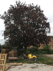 Acer platanoides