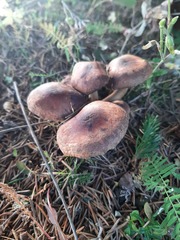 Armillaria ostoyae