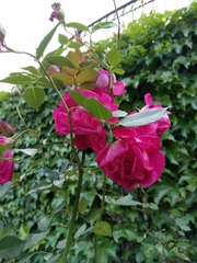 Rosa