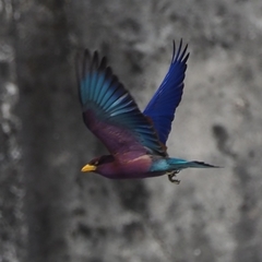 Eurystomus glaucurus