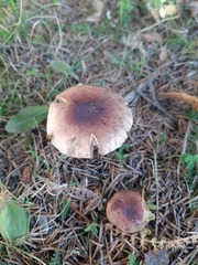 Armillaria ostoyae