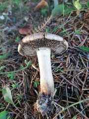 Armillaria ostoyae