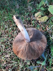 Armillaria ostoyae