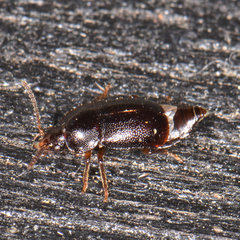Olophrum obtectum