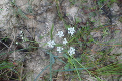 Limnosciadium pumilum