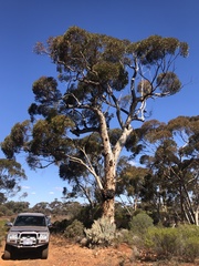 Eucalyptus salmonophloia