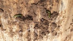 Othelosoma joburgi