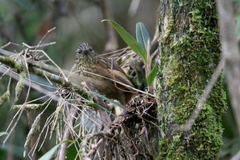 Thripadectes holostictus