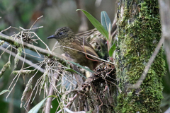Thripadectes holostictus