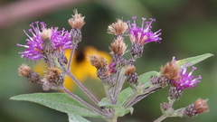 Vernonia baldwinii interior
