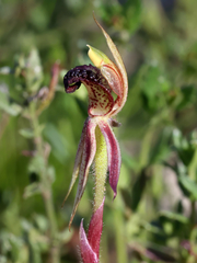 Caladenia actensis
