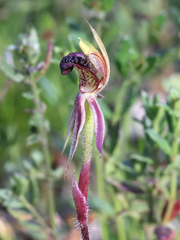 Caladenia actensis
