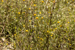 Chrysocephalum semipapposum