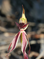 Caladenia actensis
