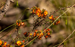 Pultenaea procumbens