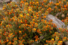 Pultenaea procumbens