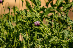 Papaver somniferum setigerum