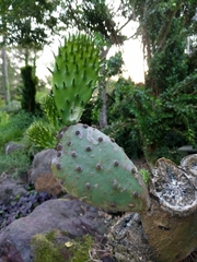 Opuntia