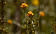 Chrysocephalum semipapposum