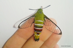 Cephonodes hylas