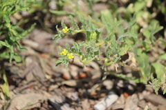 Camissoniopsis micrantha