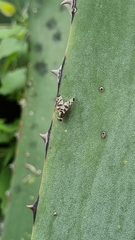Pseudodyscrasis scutellaris