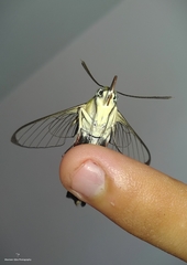 Cephonodes hylas
