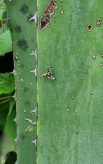 Pseudodyscrasis scutellaris