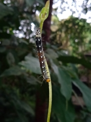 Filodes fulvidorsalis