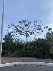 Cecropia