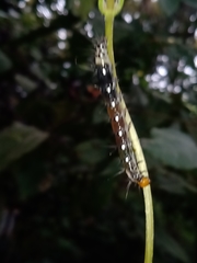 Filodes fulvidorsalis