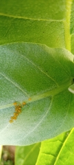 Aphis nerii