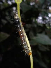 Filodes fulvidorsalis