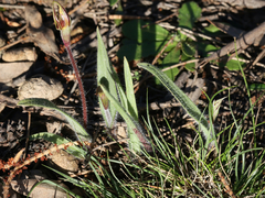 Caladenia actensis