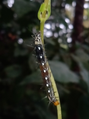 Filodes fulvidorsalis