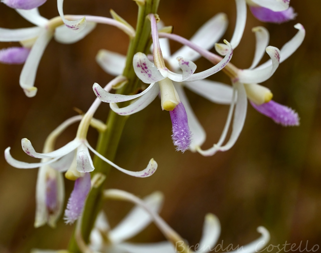 Dipodium stenocheilum