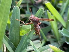 Polistes fastidiosus