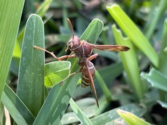 Polistes fastidiosus